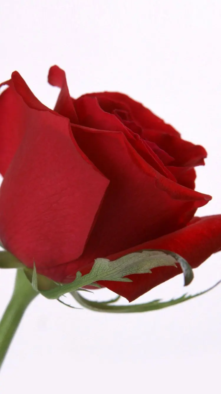 Download a photo of a red rose with a white background and 8K quality