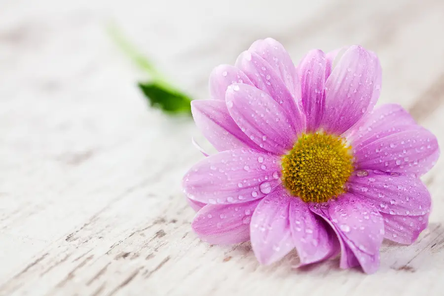 A masterpiece pink flower stock photo for Telegram profiles 