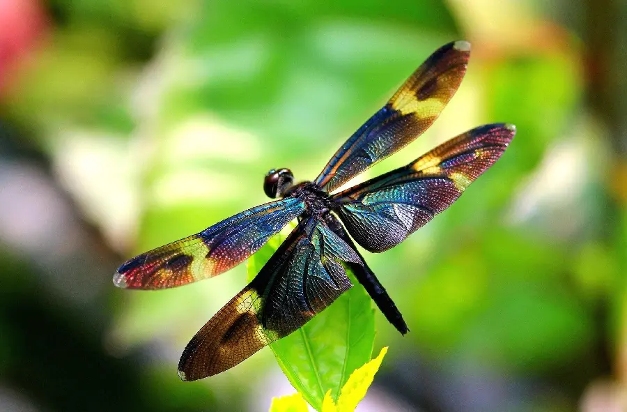 Beautiful dragonfly image 4k quality