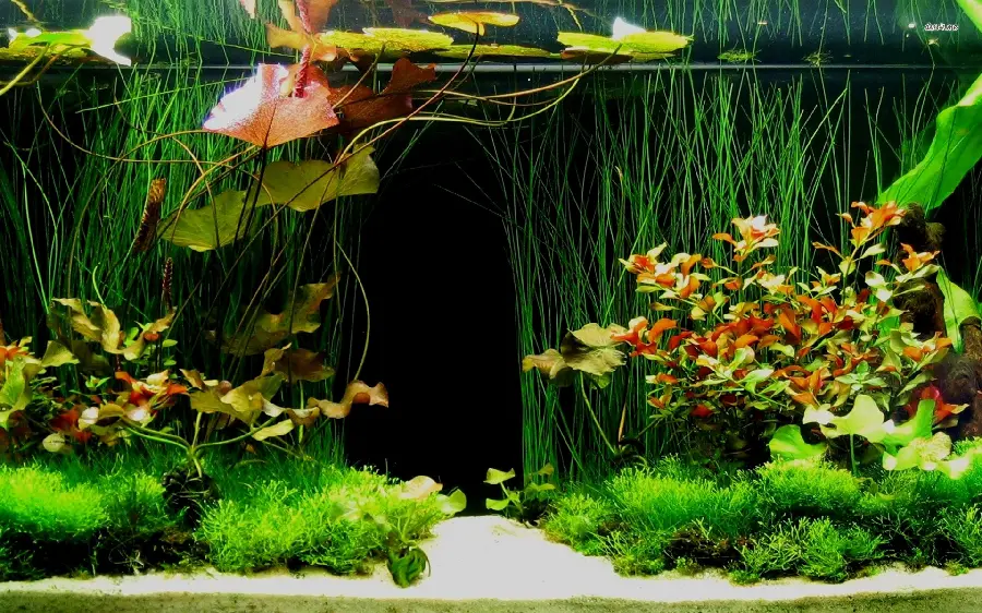 Most Viewed Aquarium Plants Wallpaper in Full HD Quality
