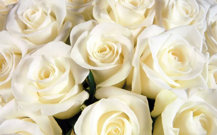 A charming background photo of white roses with a first-class quality