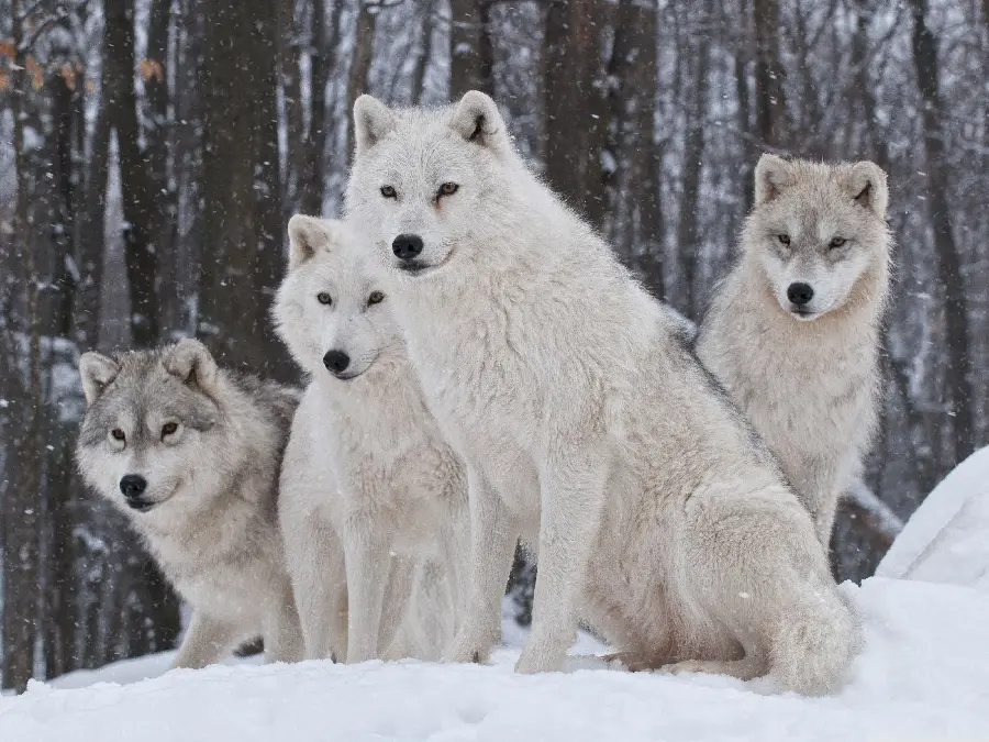 Beautiful poster with a design of attractive white wolves with a piercing gaze 