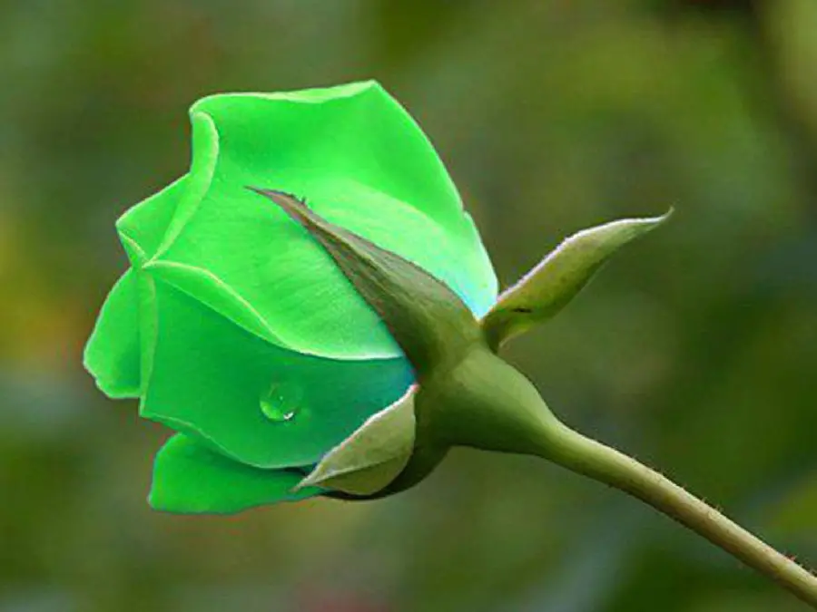 Photo of a young green rose that has just bloomed in HD quality, suitable for tablets