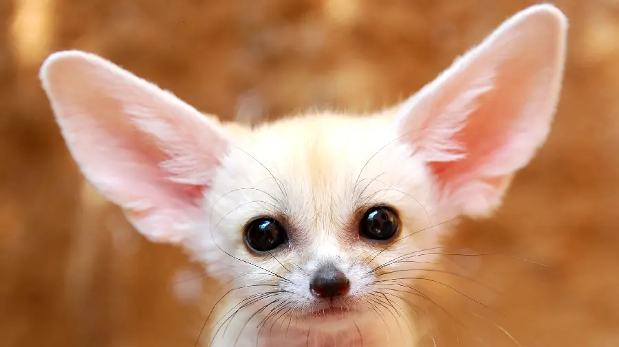 Sweet background of a white arctic fox with bat ears