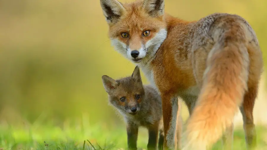 High Quality and Romantic Wallpaper of a Fox and Her Child