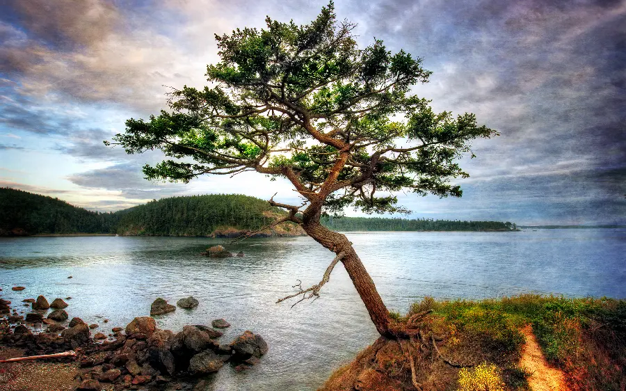 Most Viewed 8K Profile Photo of Lonely Tree Near Water