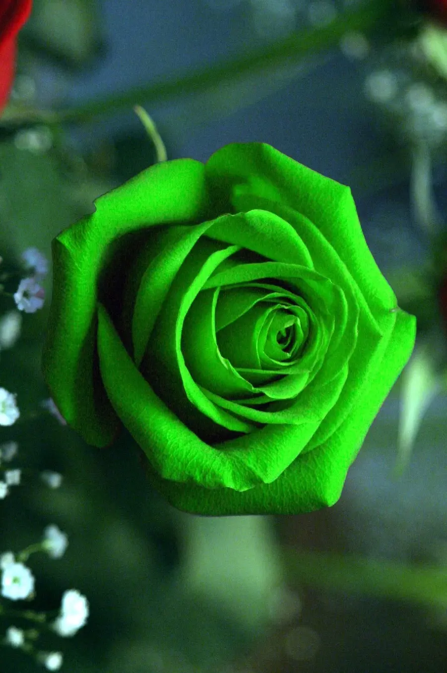 Full quality background of close-up of fragrant green rose