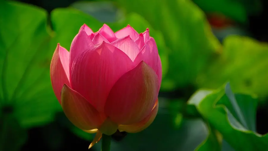 Pink lotus suitable for WhatsApp and Telegram profiles