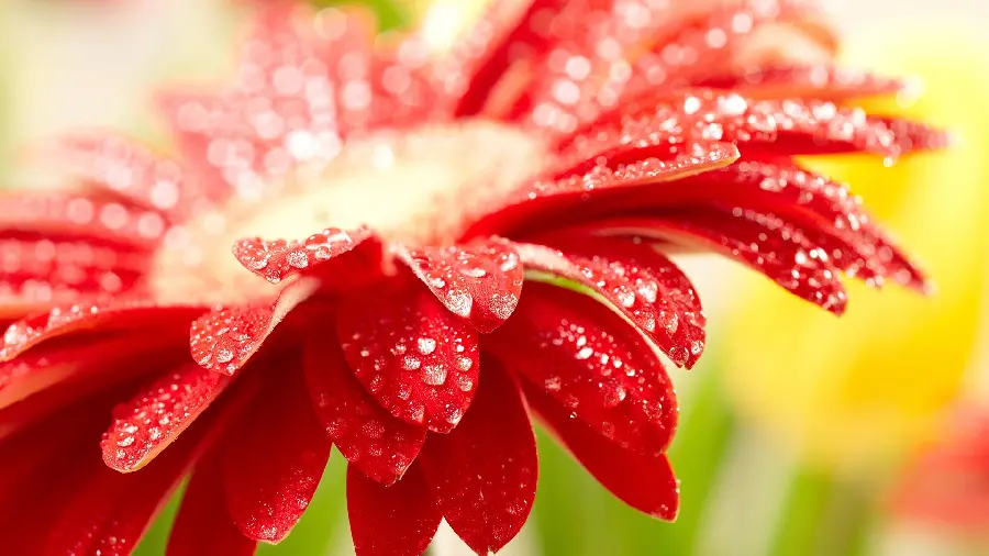 Amazing image of the red petals of the famous flower 