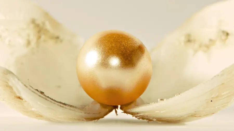Beautiful photo suitable for a background of a pearl with a golden shell inside