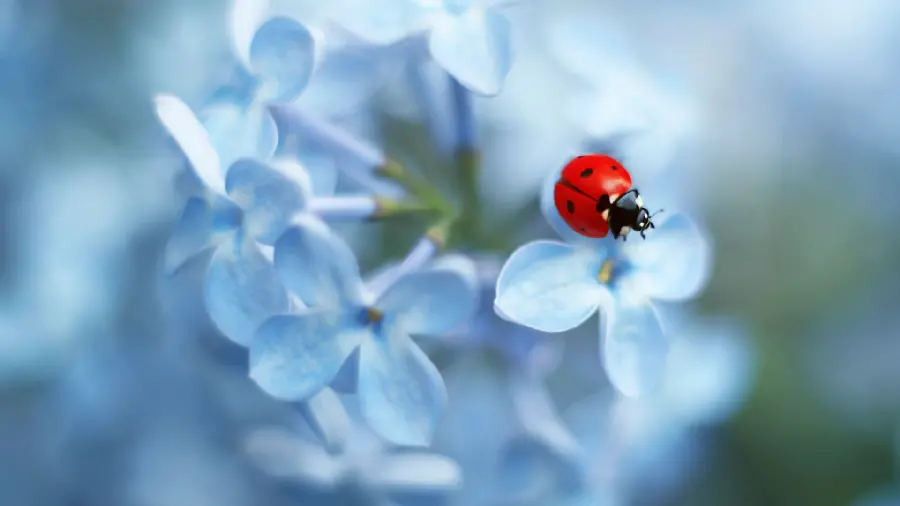 Cute Wallpaper of Little Red Ladybug on Hydrangea Flower