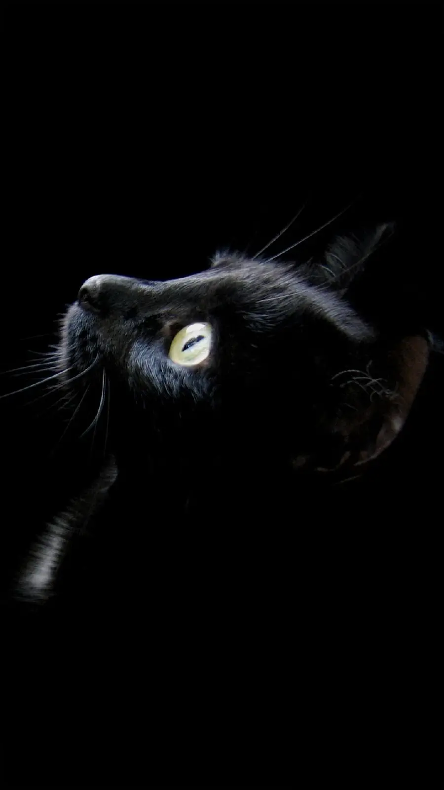 Wallpaper of a black cat with cream eyes