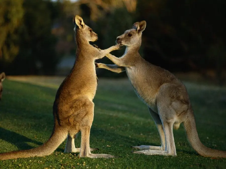 HD quality profile picture of two kangaroos fighting