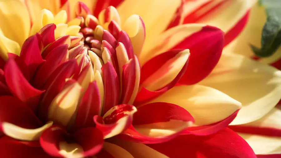 Lovely stock photo of yellow and red flower for profile