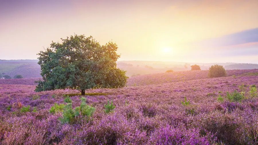 A spectacular stock photo of a lush green tree in a pink flower field
