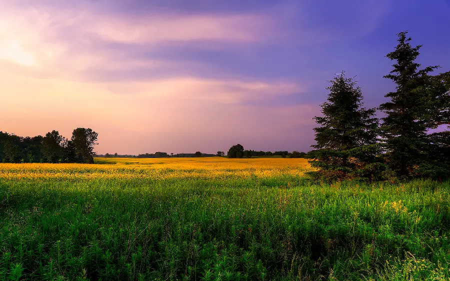  Stylish pictures of nature and views of yellow wildflowers and greens and trees with an incredible sky