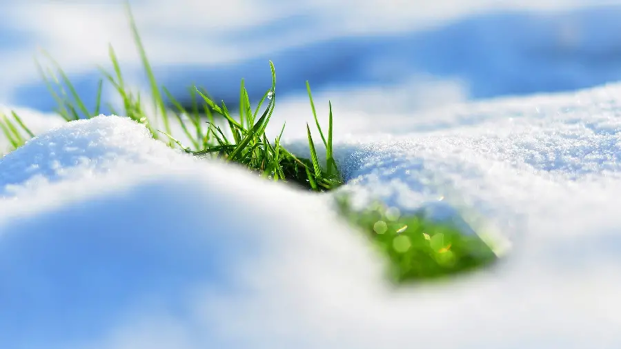 A Spectacular Stock Photo of Greenery Growing in Snow in High Quality