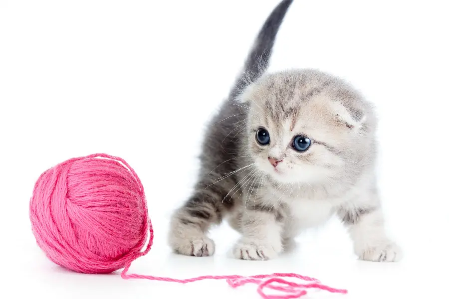Cute cat playing with pink yarn background