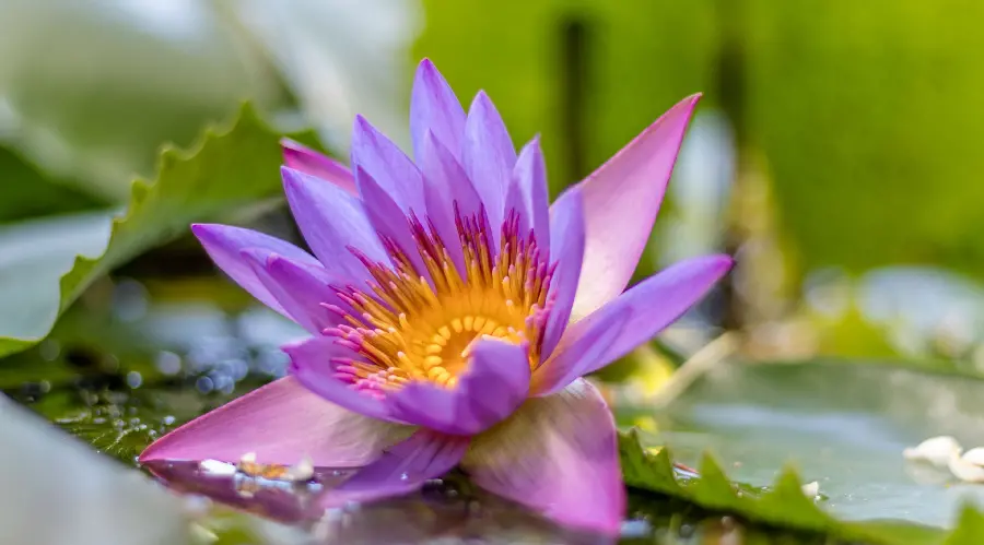 Wild water lily image suitable for birthday postcard