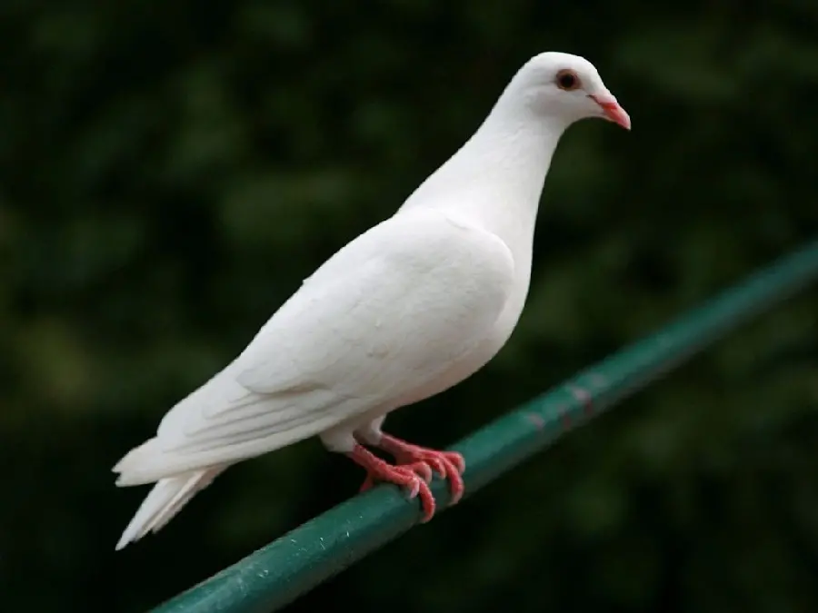 Download wallpaper of skinny white dove on a green iron rod