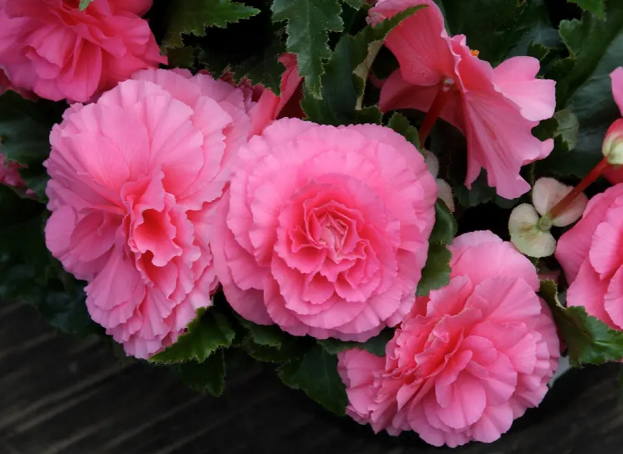 Download charming stock image of large pink begonia flowers