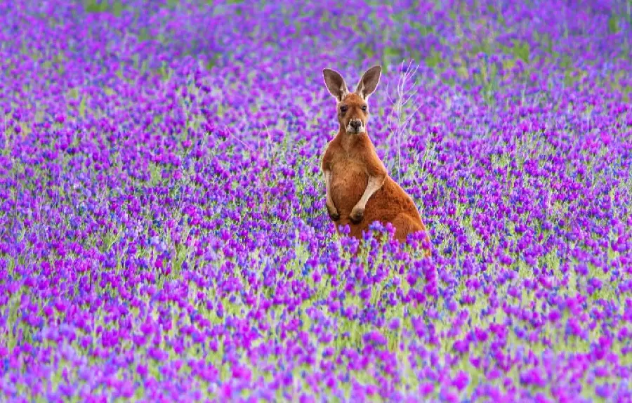 High quality background of a smart kangaroo in a field of purple flowers