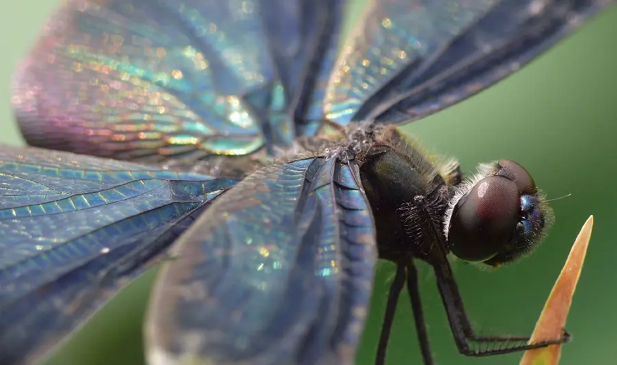 Dragonfly wallpaper with incredibly beautiful wings