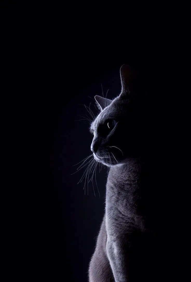 Wallpaper of a majestic black cat in pitch darkness