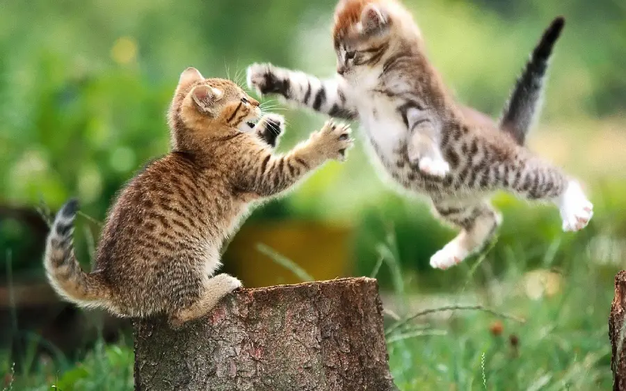Cute background of a fight between two beautiful cats in 8k quality