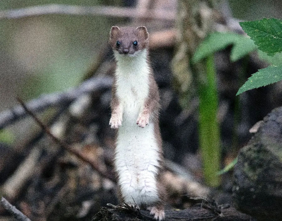 The latest blurry background of a bloodthirsty weasel standing on its feet in the forest