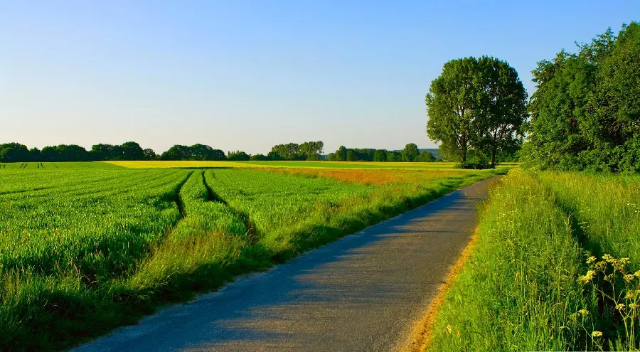 Cool and Beautiful Stock Photo of Lush Nature for Desktop