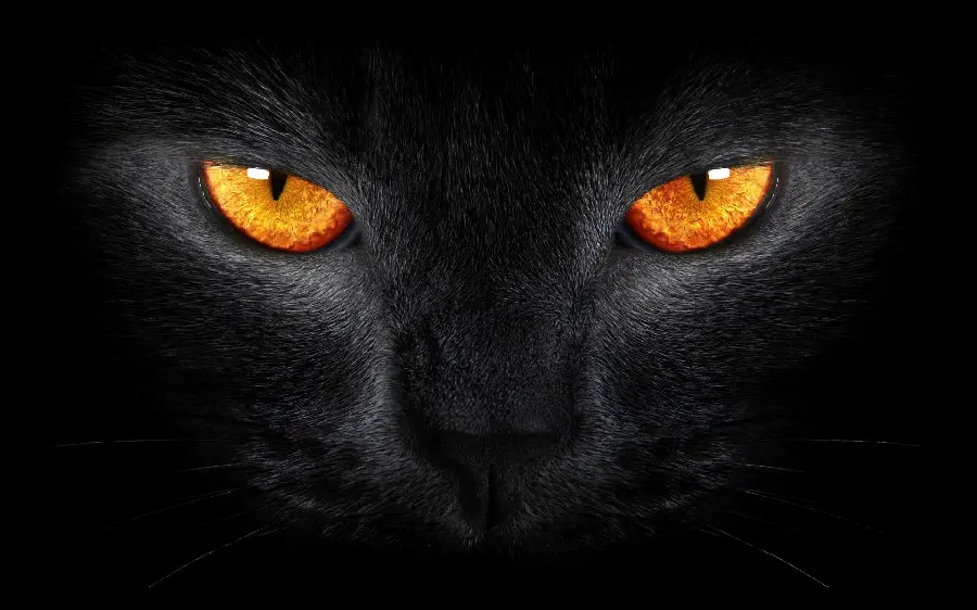 Free download of an exciting photo of an attractive yellow cat's eyes 