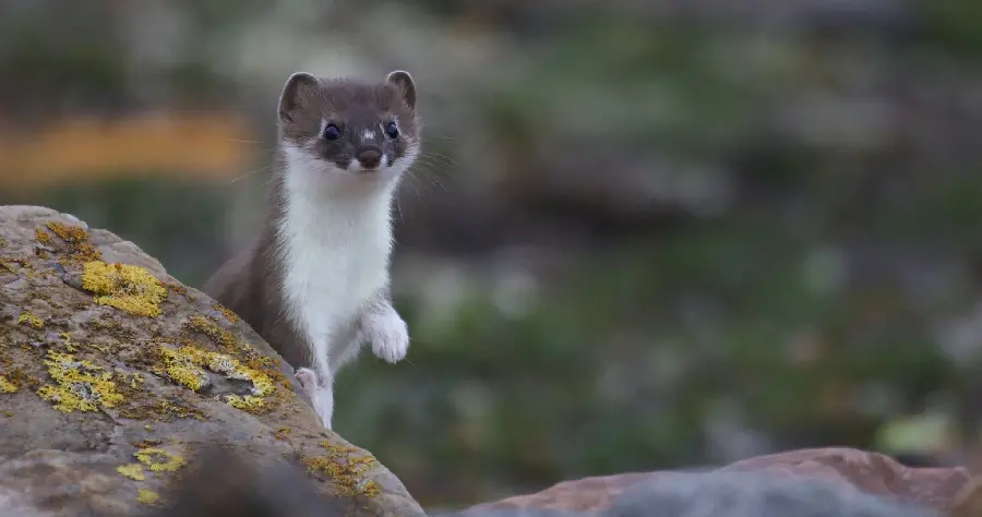 Amazing HD quality background of a bloodthirsty weasel sheltering under a rock