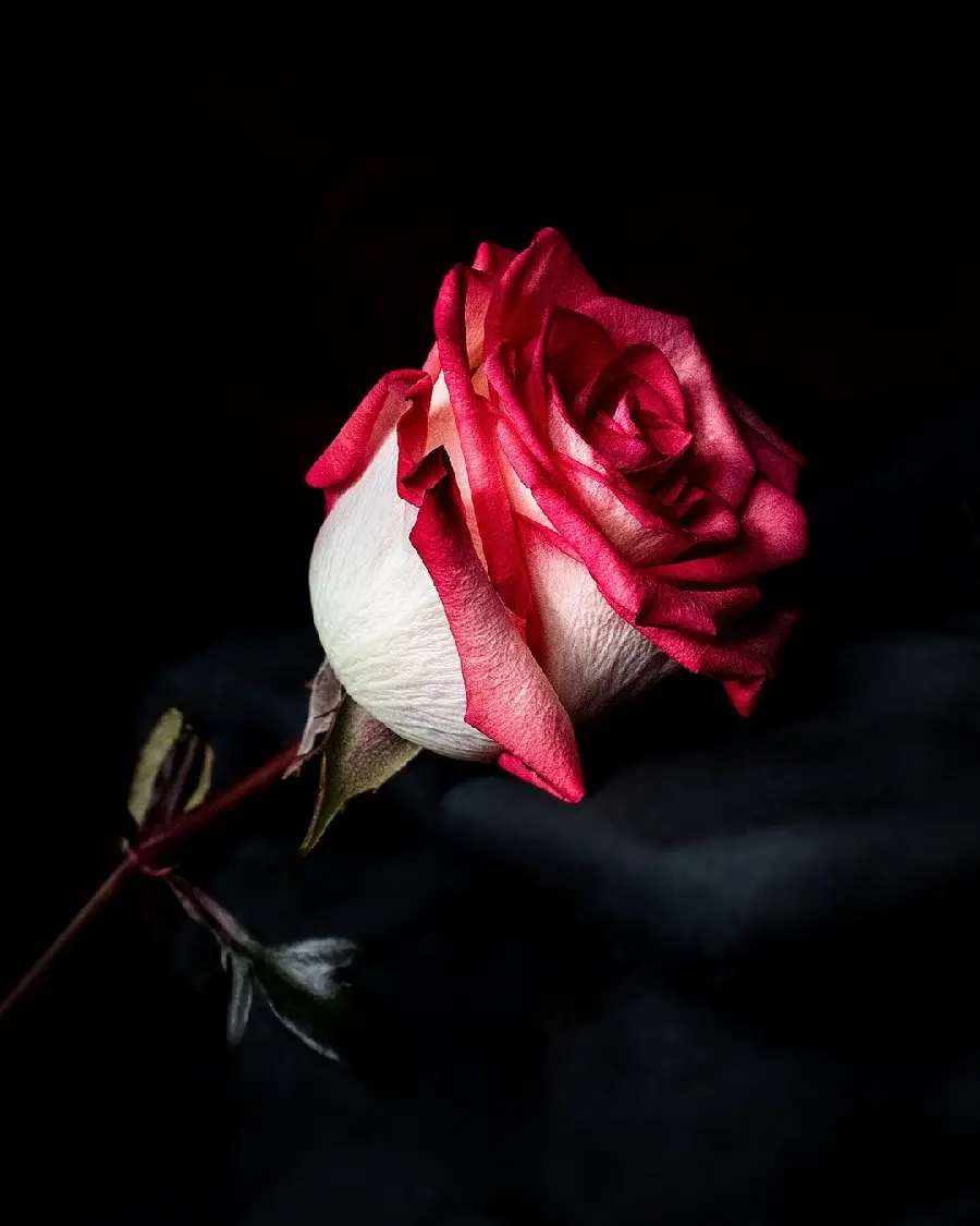 Dreamy wallpaper of red roses with a special theme and high quality