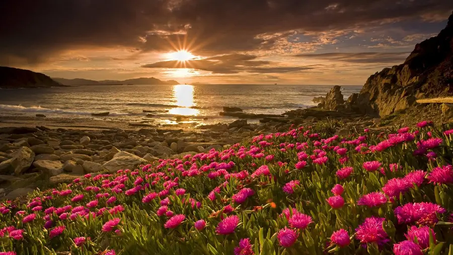 Download the eye-catching sunset nature background with spectacular pink flowers