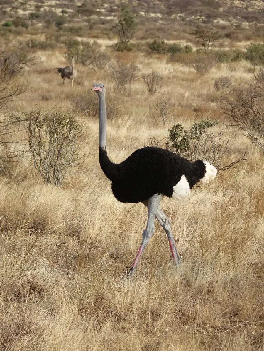 Photo of a tall black ostrich in the grass for background