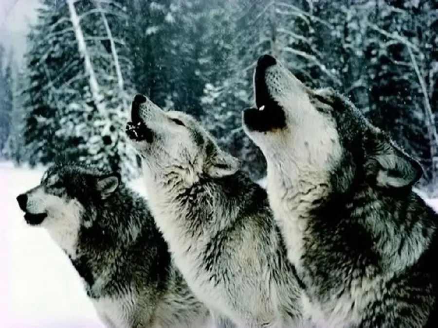 Interesting view of howling wild wolves in the snowy forest 2022