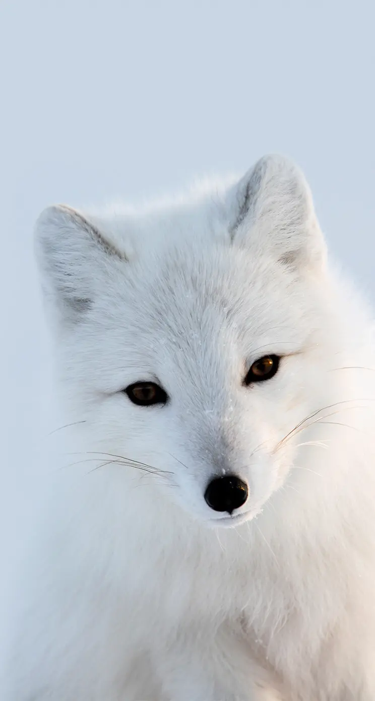 High quality background image of a white arctic fox