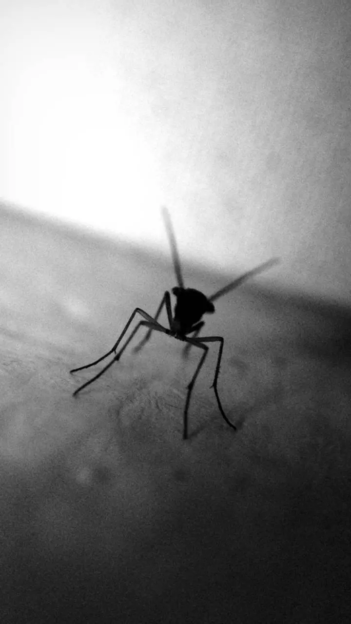 Black and white poster of a black mosquito sitting on an unknown surface