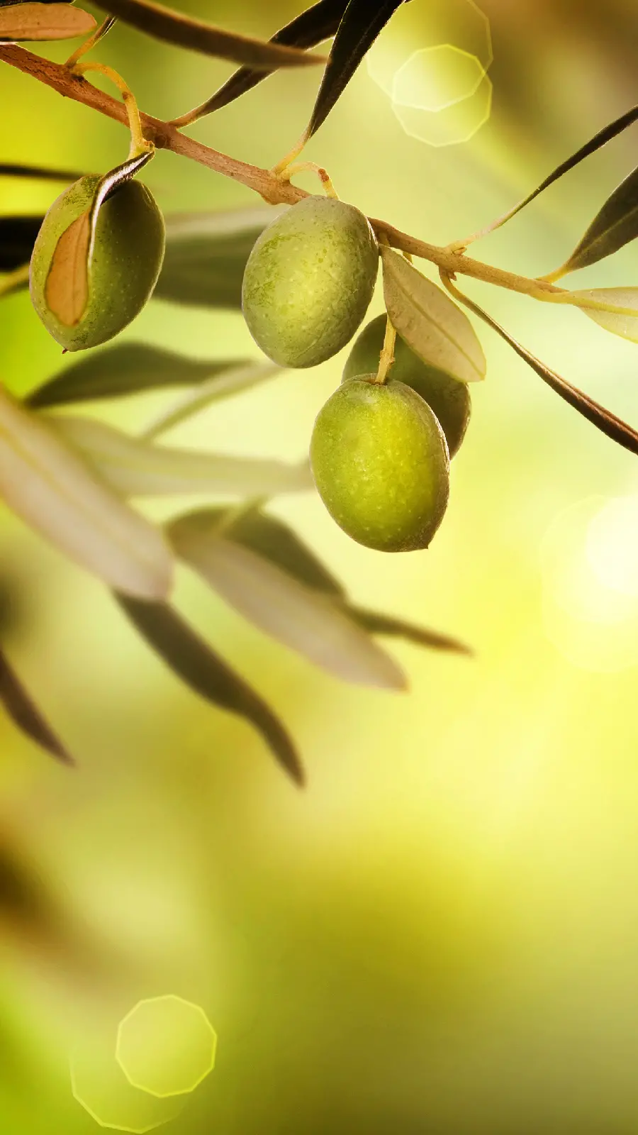 Interesting poster of an olive tree branch with its fruits and leaves on a green background
