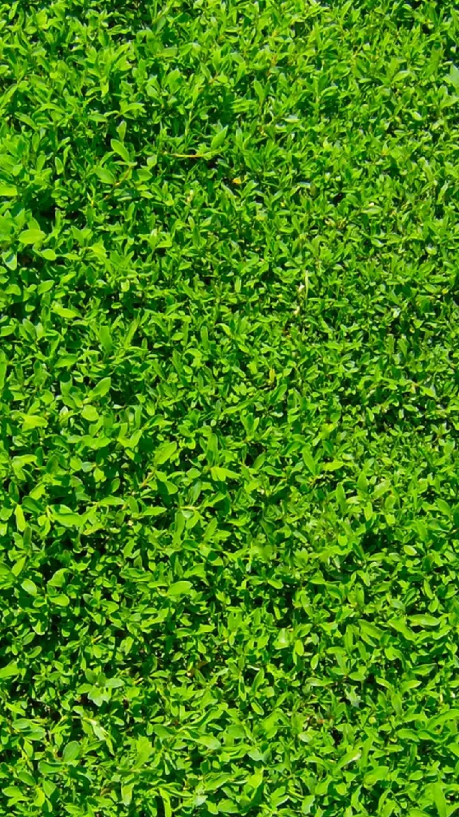 Amazing artistic view of a multitude of green leaves for the phone background