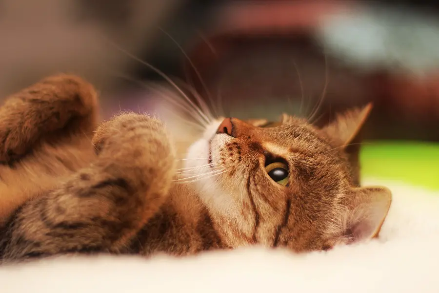 Special view of a little kitten lying on its back