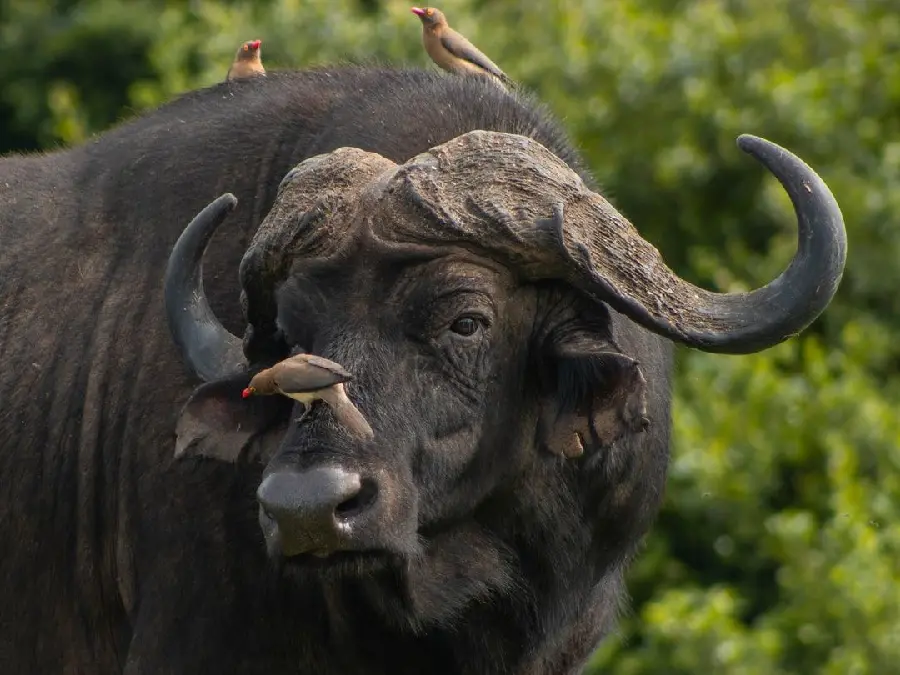 A spectacular photo of a moment of hunting of twilight and birds and buffalo