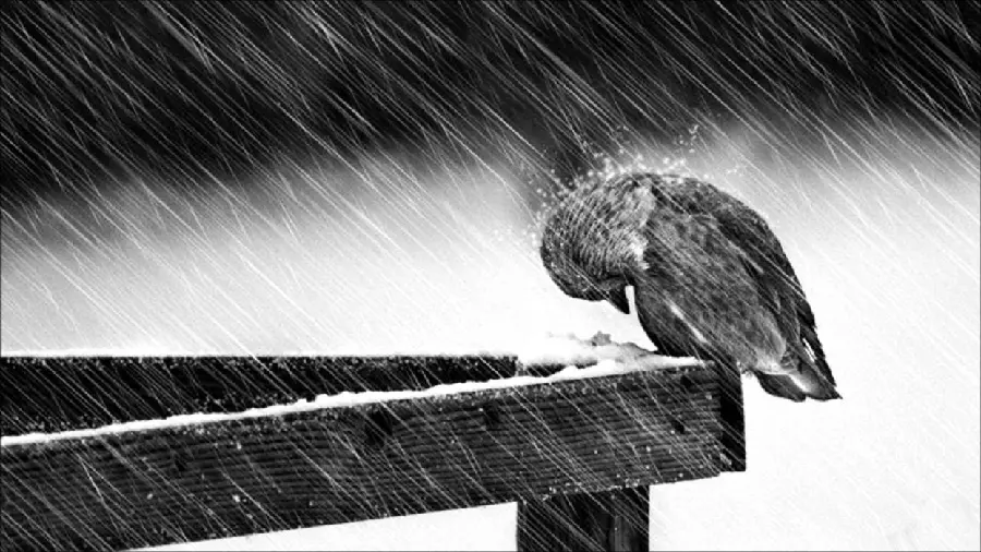 Profile photo of a small and innocent sparrow under the rain