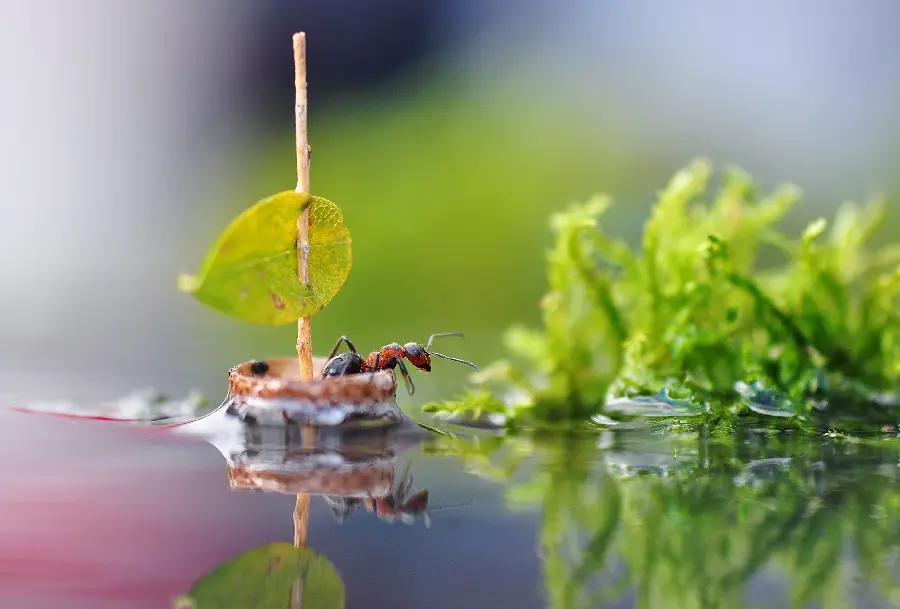 Amazing Background Wallpaper of an Ant in a Small Boat on Water HD Quality