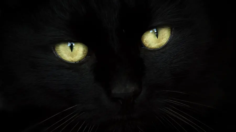 All black cat wallpaper with amazing green eyes 