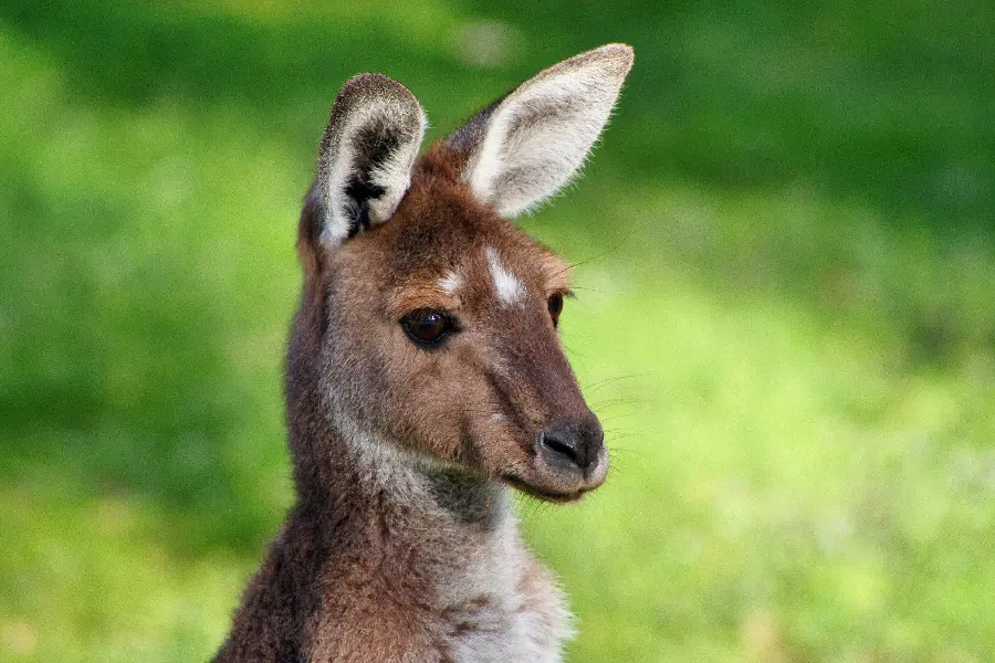 Download popular FUII HD background of a beautiful kangaroo with a green background