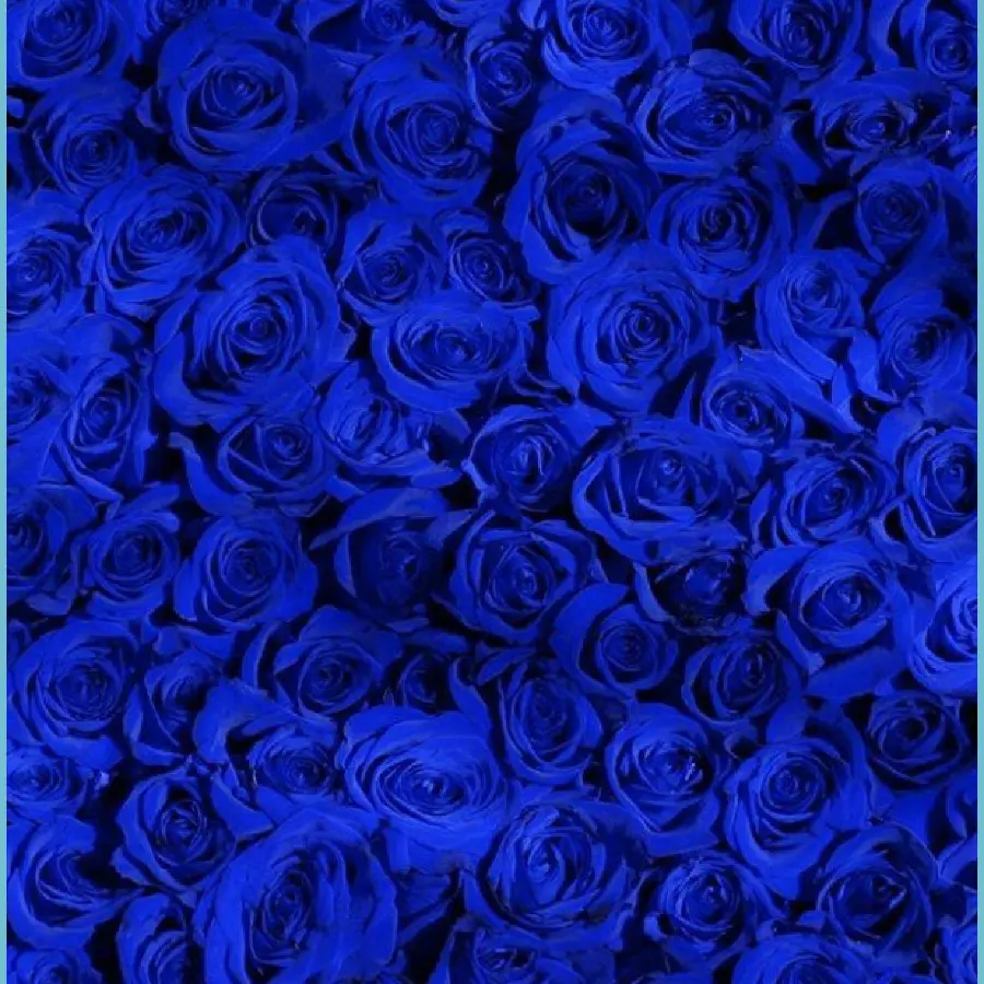 The most popular image of beautiful blue roses for backgrounds