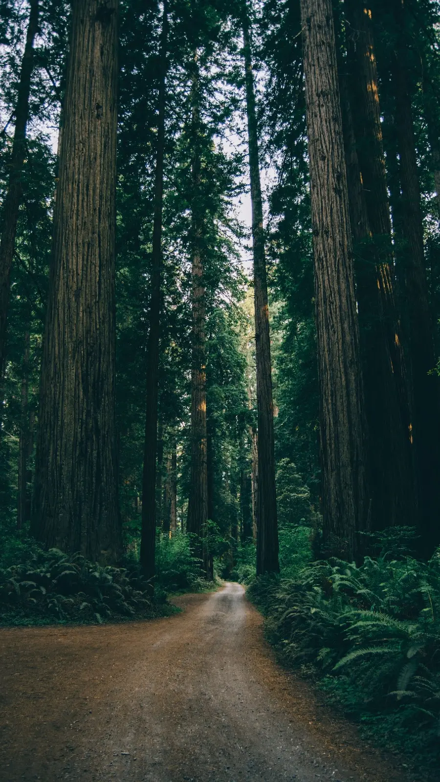 Best Wallpaper of Green Forest Road for System
