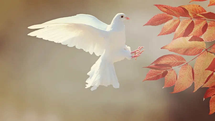A beautiful background of a white dove sitting on the orange leaves of a tree